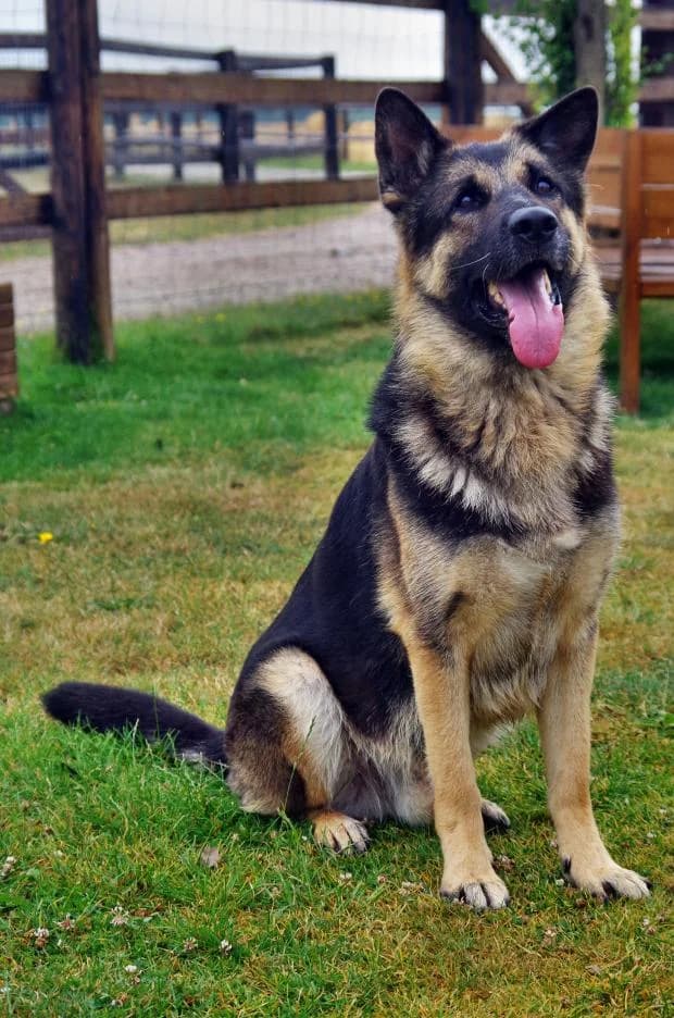 Lucky Alias Lulu, Mixed Breed (Fondation Brigitte Bardot)