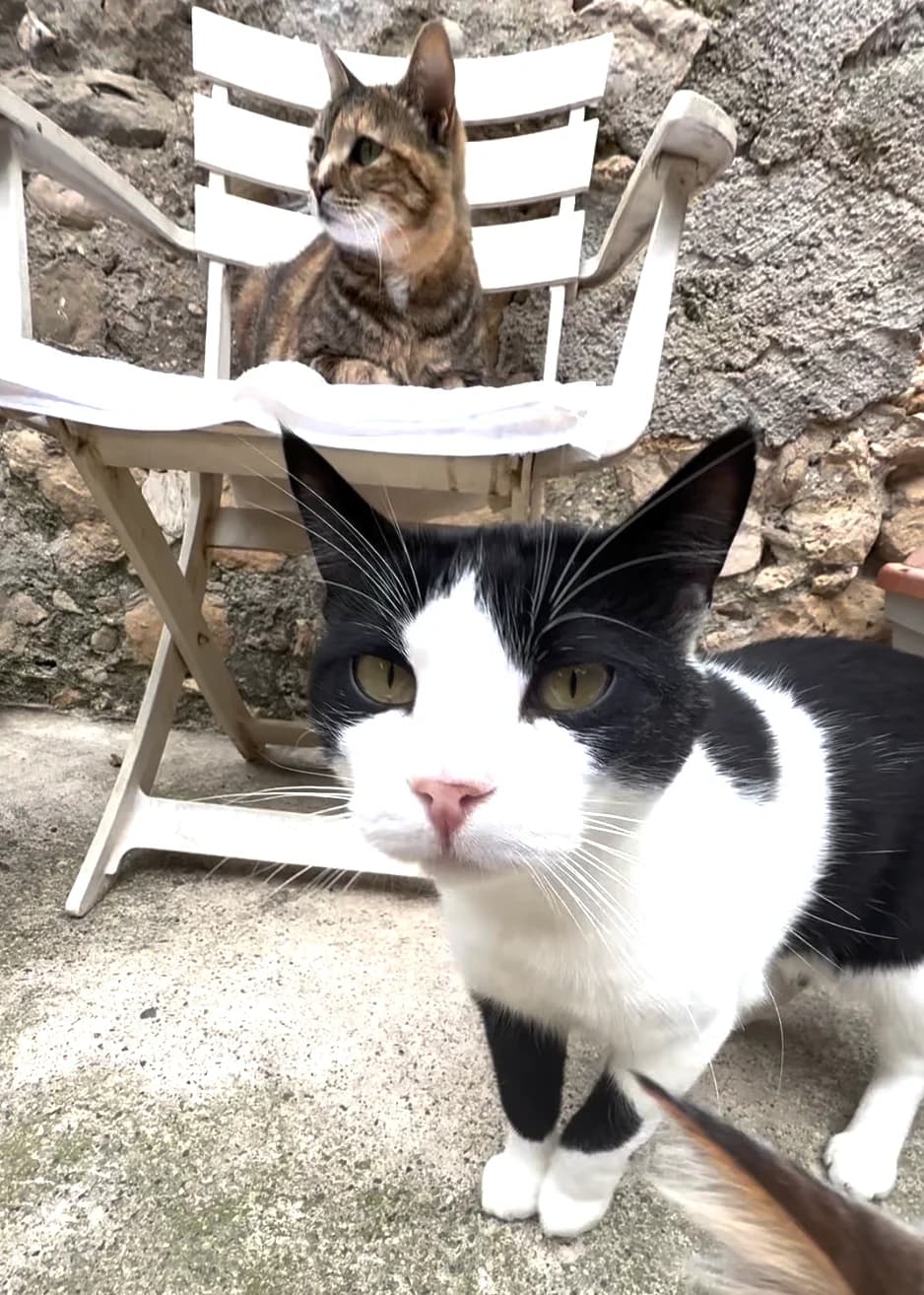 Vidéo, Mixed Breed for adoption at Fondation Assistance aux Animaux, Paris