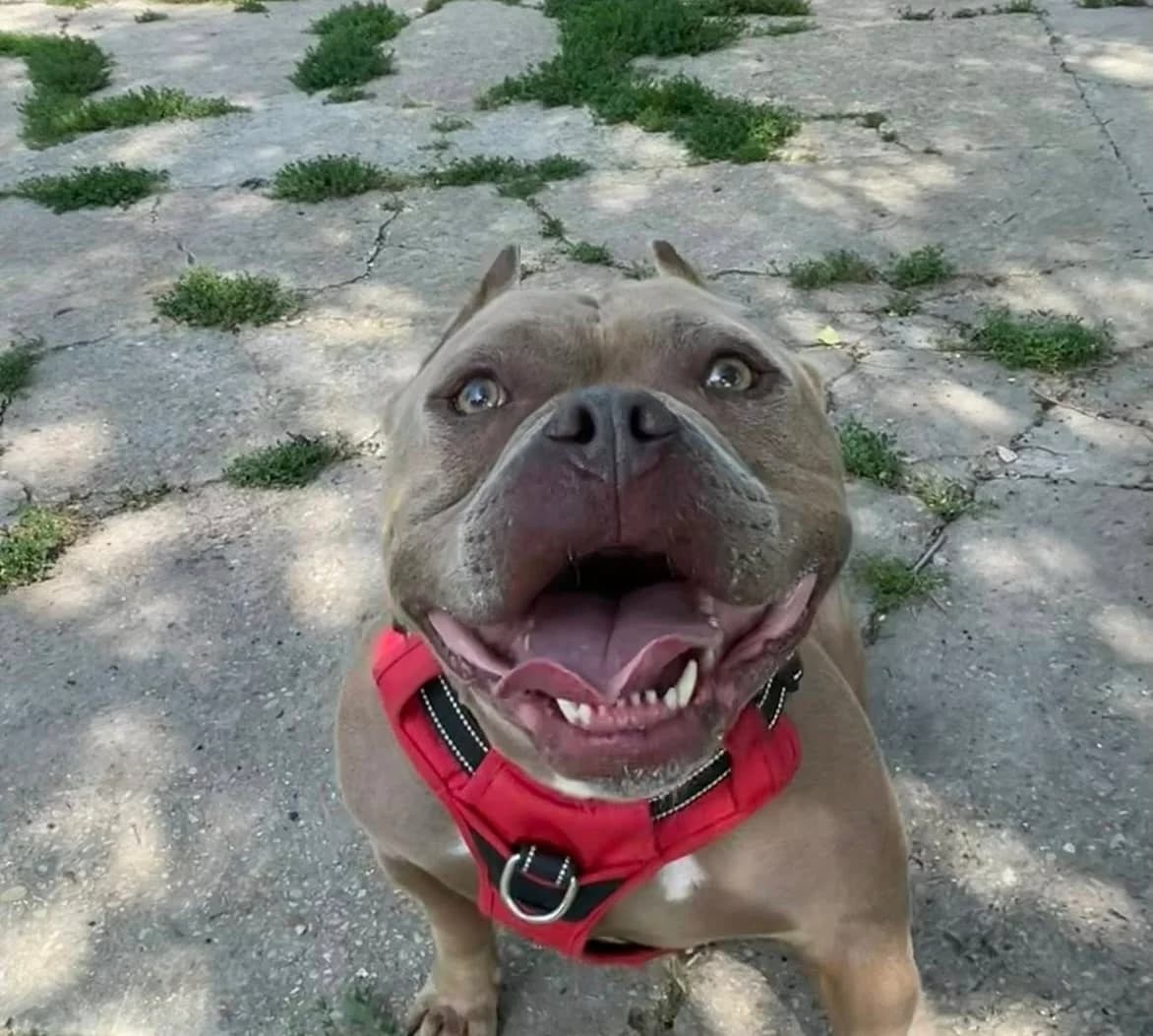 Carlos,  6yo American Bully for adoption at Fondation Assistance aux Animaux, Paris