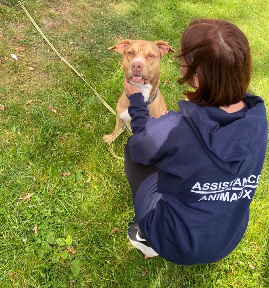 Pops, male 6yo mixed breed for adoption at Fondation Assistance aux Animaux, Paris