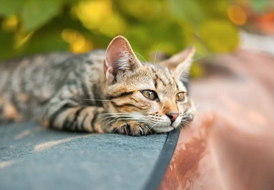 Adopter, male Mixed Breed for adoption at Fondation Assistance aux Animaux, Paris