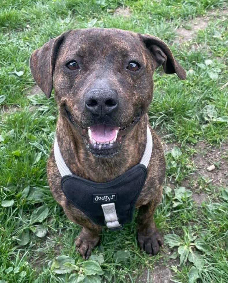 Cacao, Mixed Breed for adoption at Fondation Assistance aux Animaux, Paris