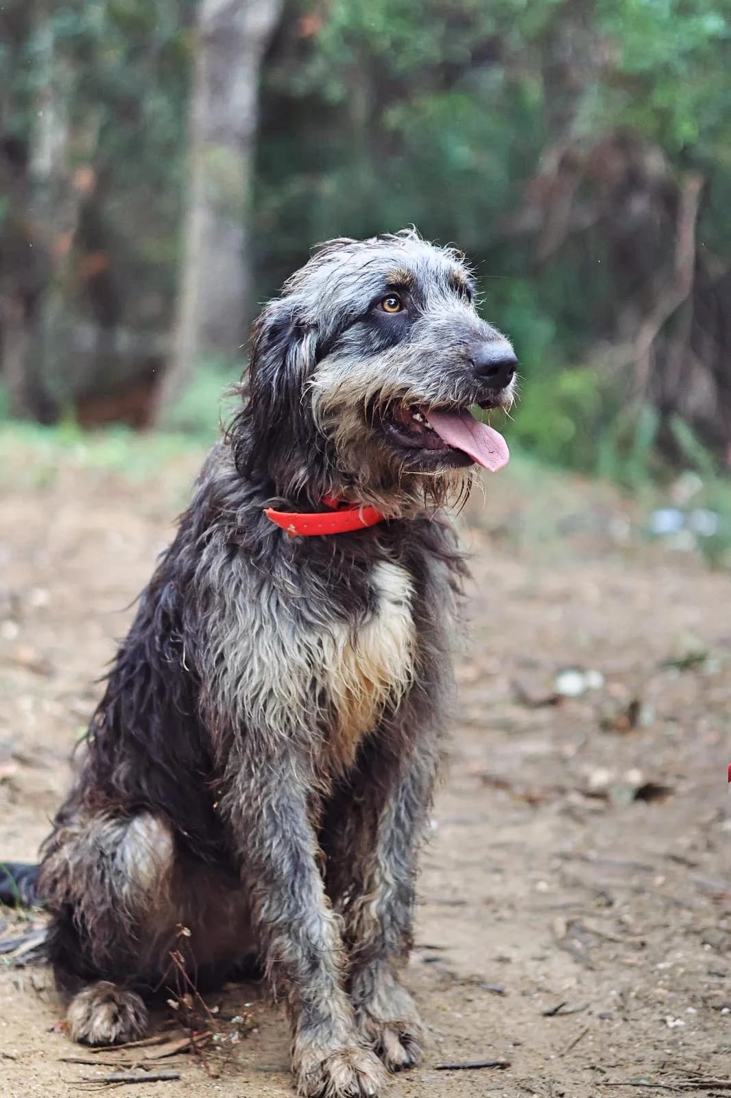 Biscottu,  puppy Mixed Breed for adoption at Fondation Assistance aux Animaux, Paris