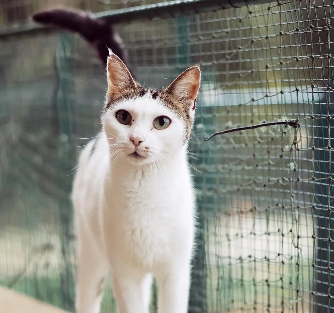 Calyse, female senior Mixed Breed for adoption at Fondation Assistance aux Animaux, Paris