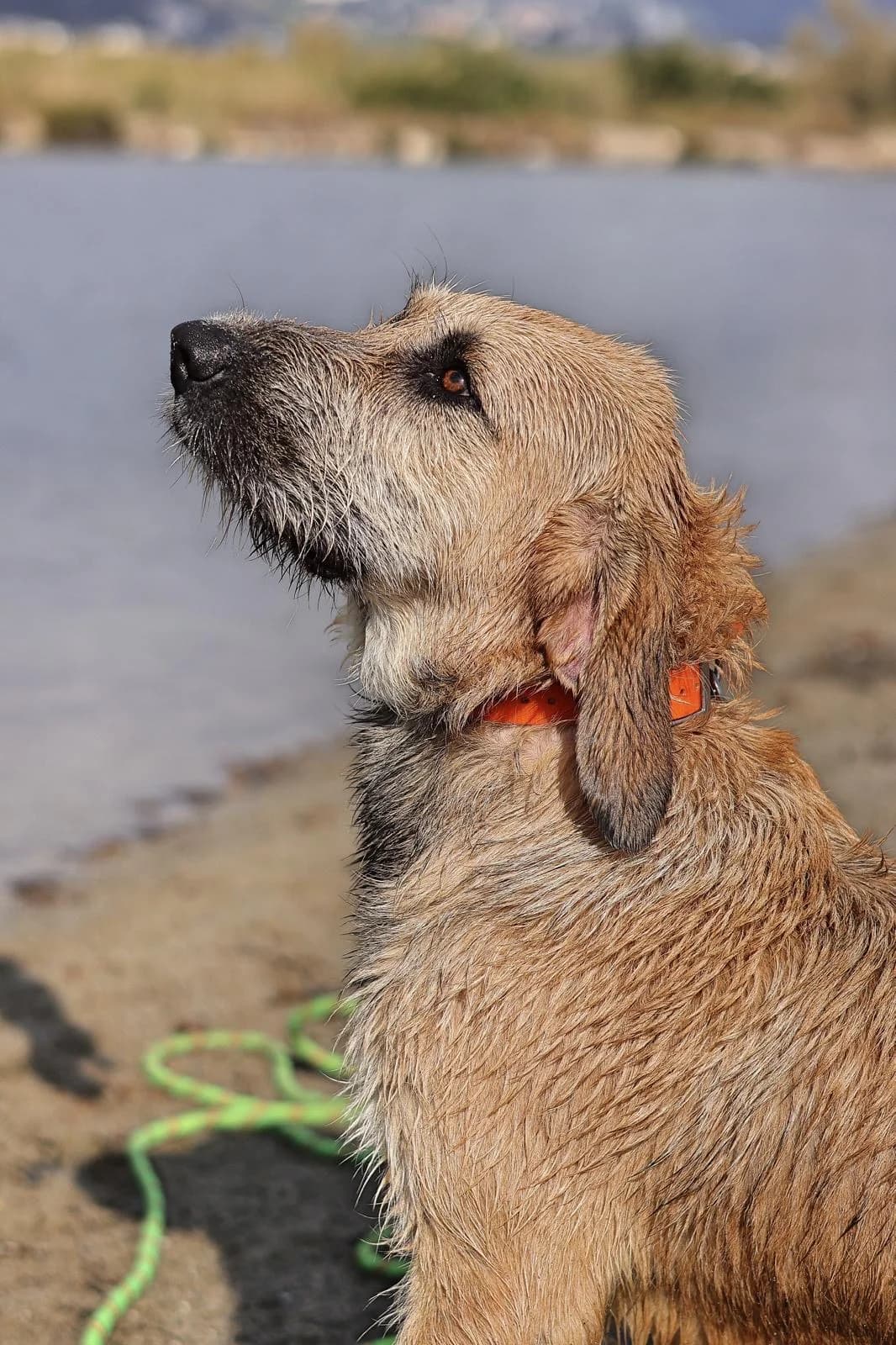 Lumio, Mixed Breed (Fondation Assistance aux Animaux)