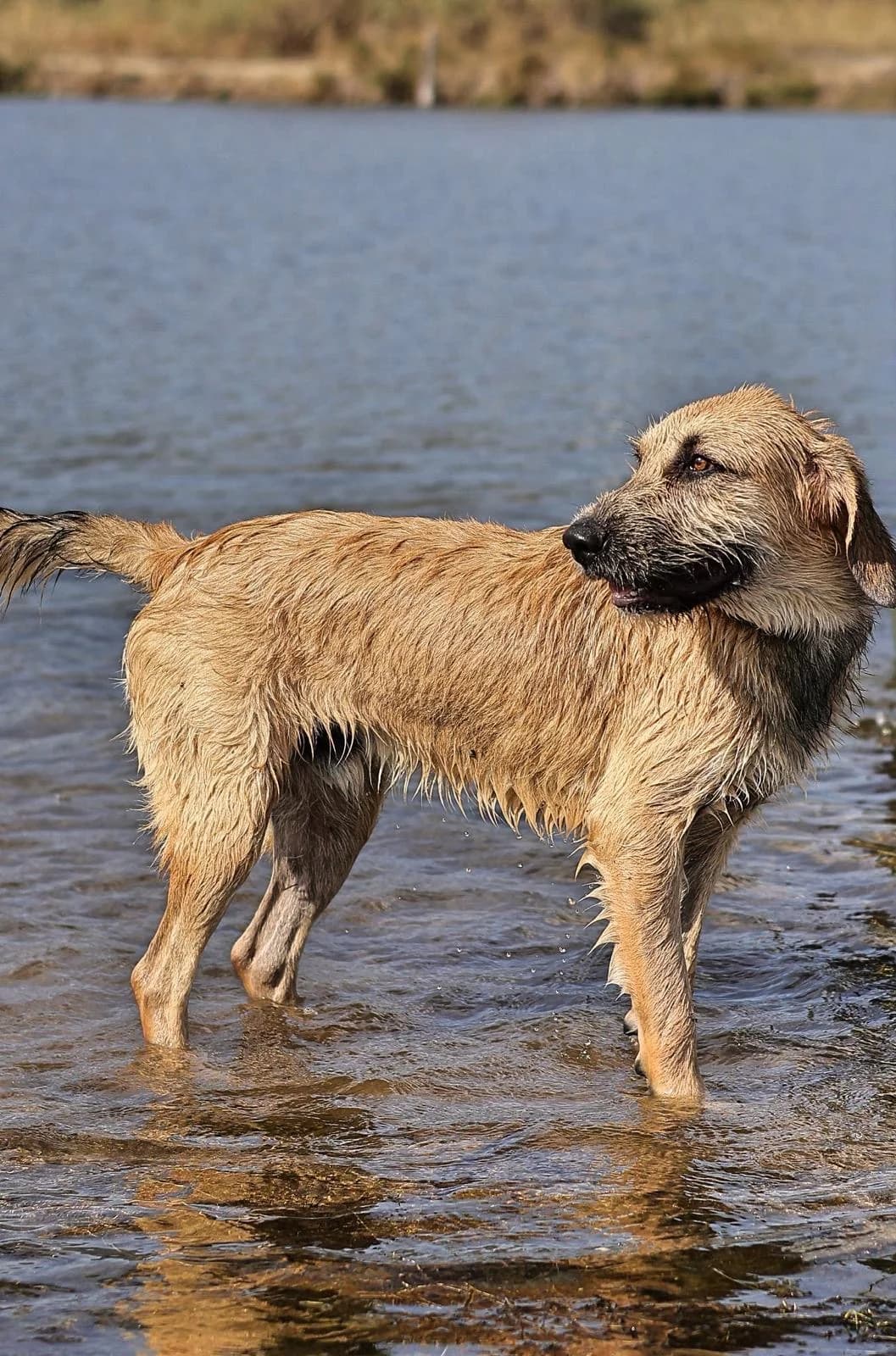 Lumio,  puppy Mixed Breed for adoption at Fondation Assistance aux Animaux, Paris