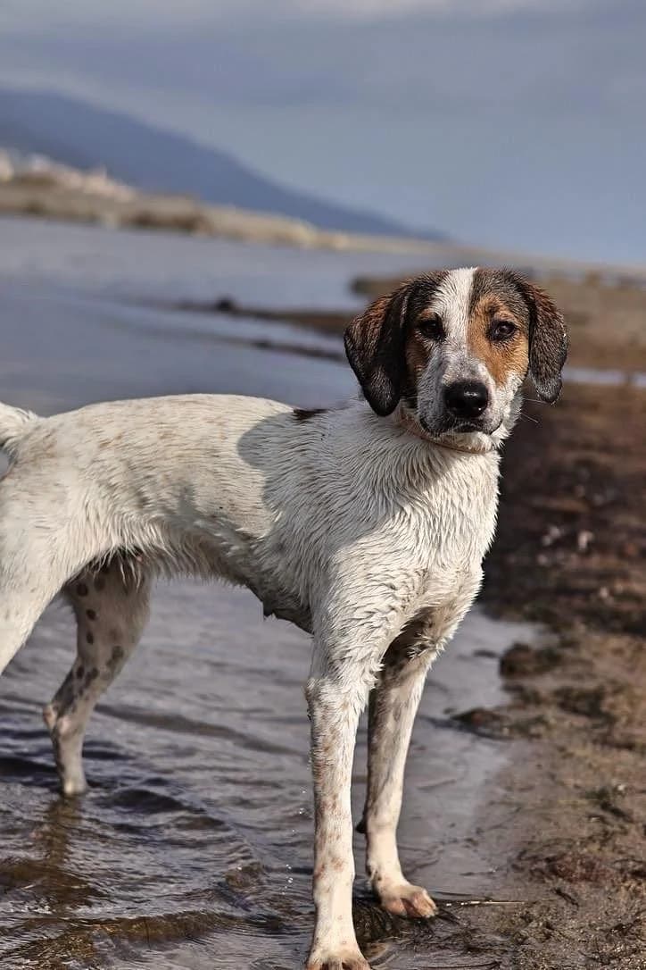 Cipolla, female young Mixed Breed for adoption at Fondation Assistance aux Animaux, Paris