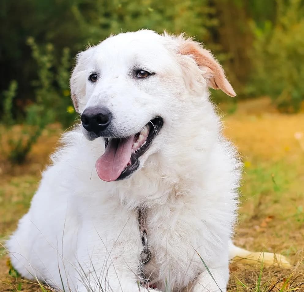 Portraits, Mixed Breed (Fondation Assistance aux Animaux)