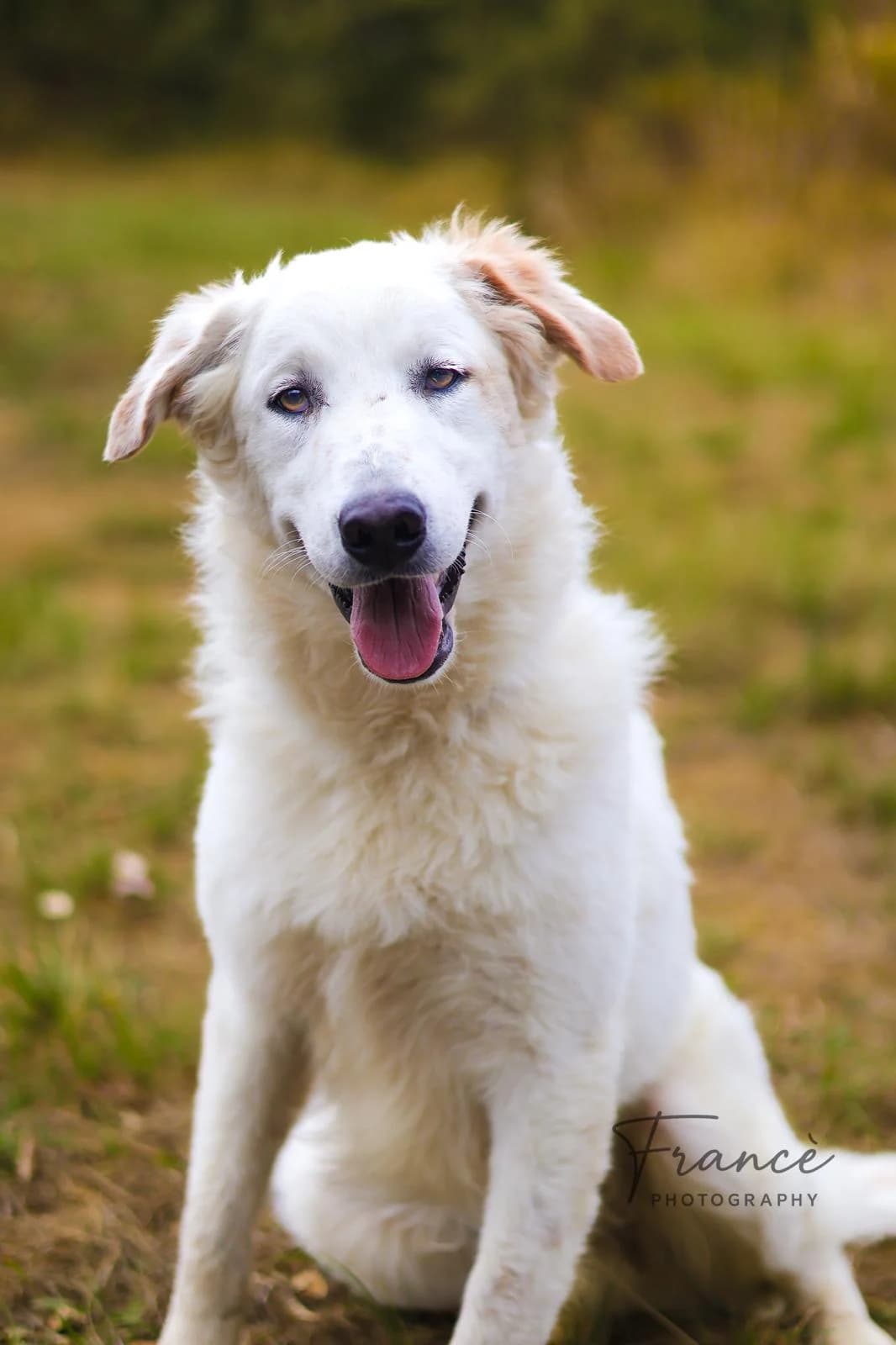 Portraits, female young Mixed Breed for adoption at Fondation Assistance aux Animaux, Paris