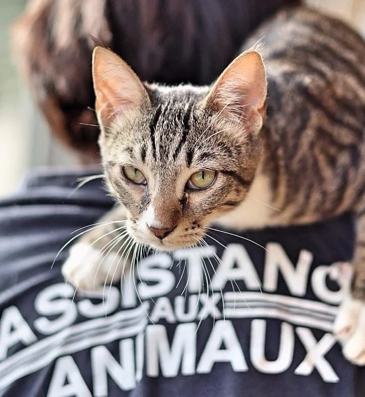 Adopter, Mixed Breed (Fondation Assistance aux Animaux)