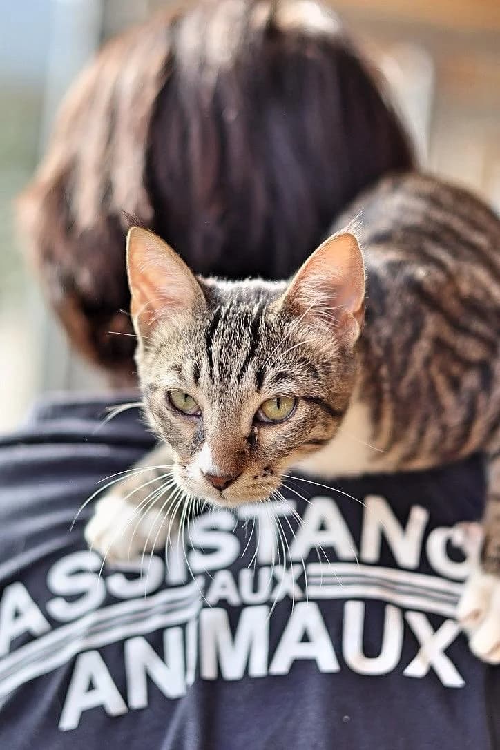Adopter, male Mixed Breed for adoption at Fondation Assistance aux Animaux, Paris