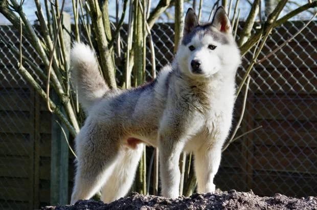 Sherlock, Mixed Breed (Fondation Brigitte Bardot)