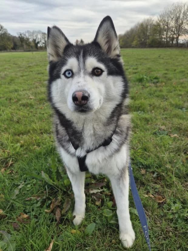 Rapsodie, female Pomsky for adoption at Fondation Brigitte Bardot, Paris