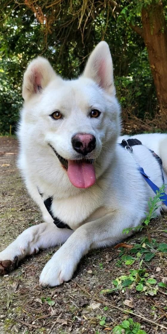 Tango, male Pomsky for adoption at Fondation Brigitte Bardot, Paris