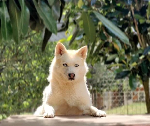 Odessa, female Pomsky for adoption at Fondation Brigitte Bardot, Paris