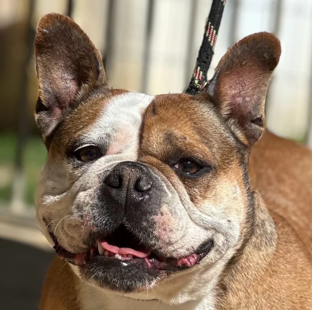 Stella, female 7yo Mixed Breed for adoption at Fondation Assistance aux Animaux, Paris