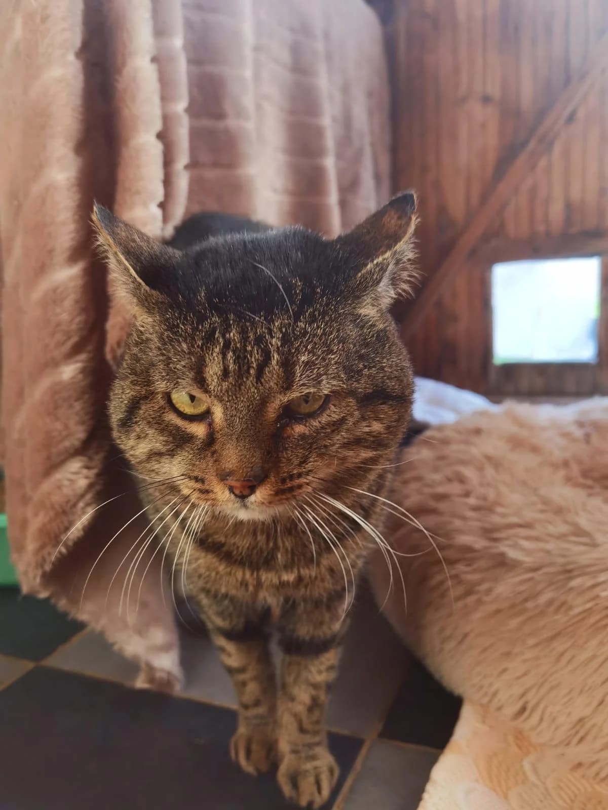 Forest,  Mixed Breed for adoption at Fondation Assistance aux Animaux, Paris