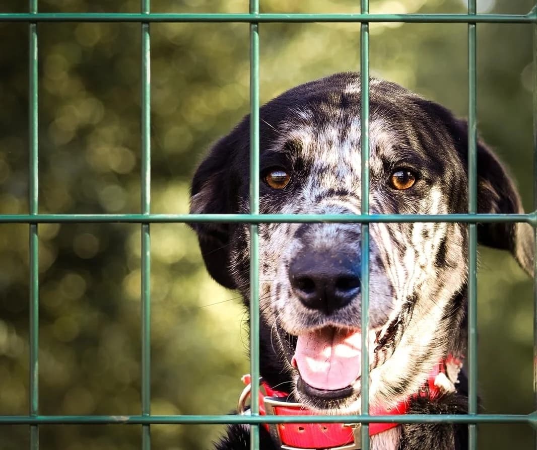 Mirza, female young Mixed Breed for adoption at Fondation Assistance aux Animaux, Paris