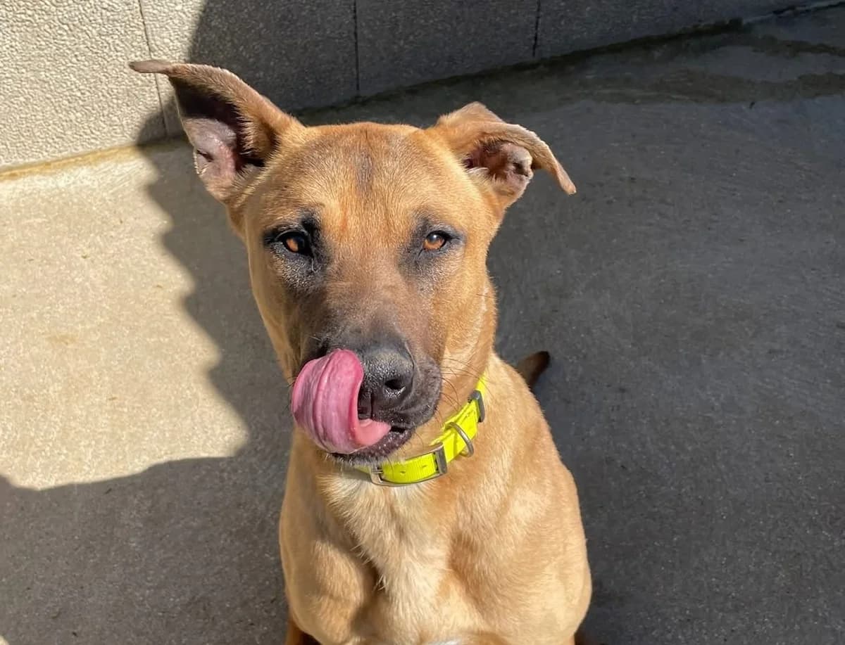 Sharky,  young Belgian Malinois for adoption at Fondation Assistance aux Animaux, Paris