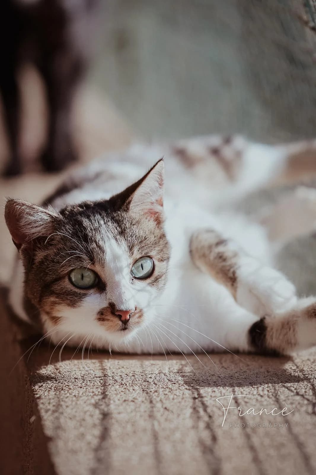 Iris, Mixed Breed (Fondation Assistance aux Animaux)