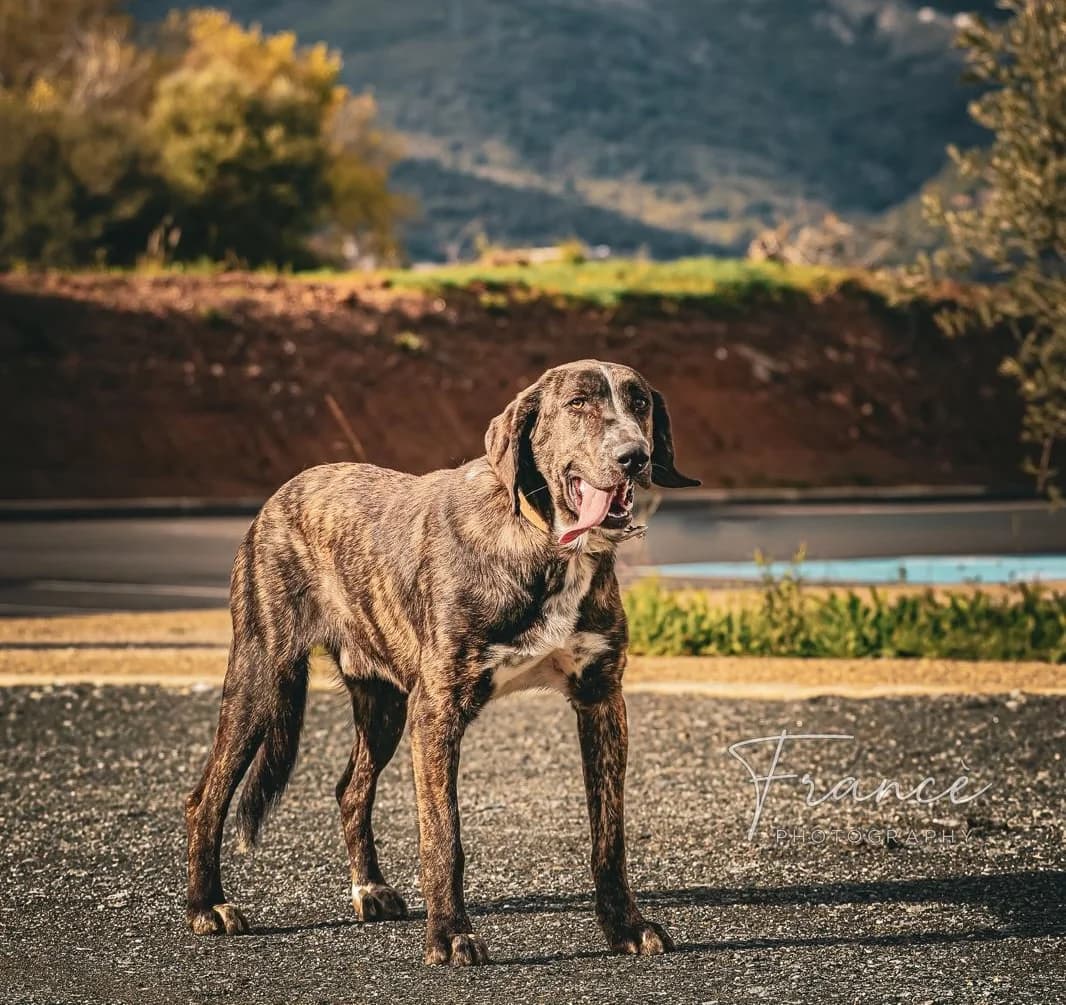 Rusiu, Mixed Breed (Fondation Assistance aux Animaux)