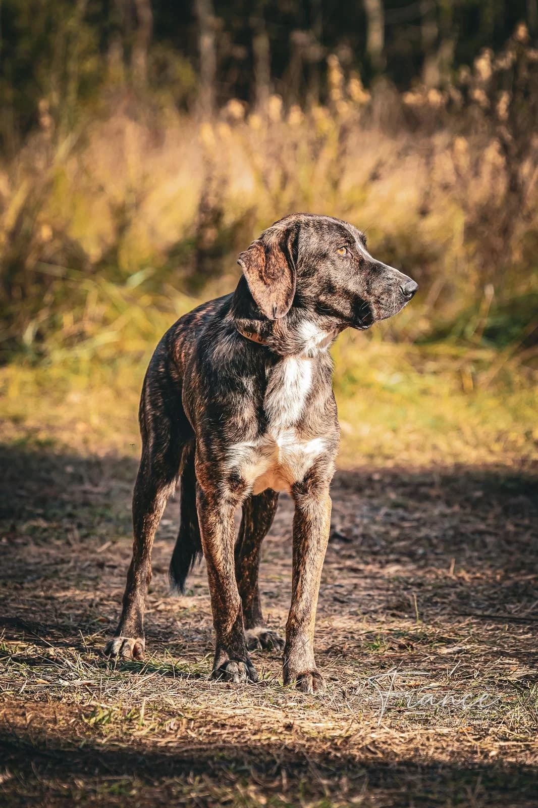 Rusiu, male young Mixed Breed for adoption at Fondation Assistance aux Animaux, Paris