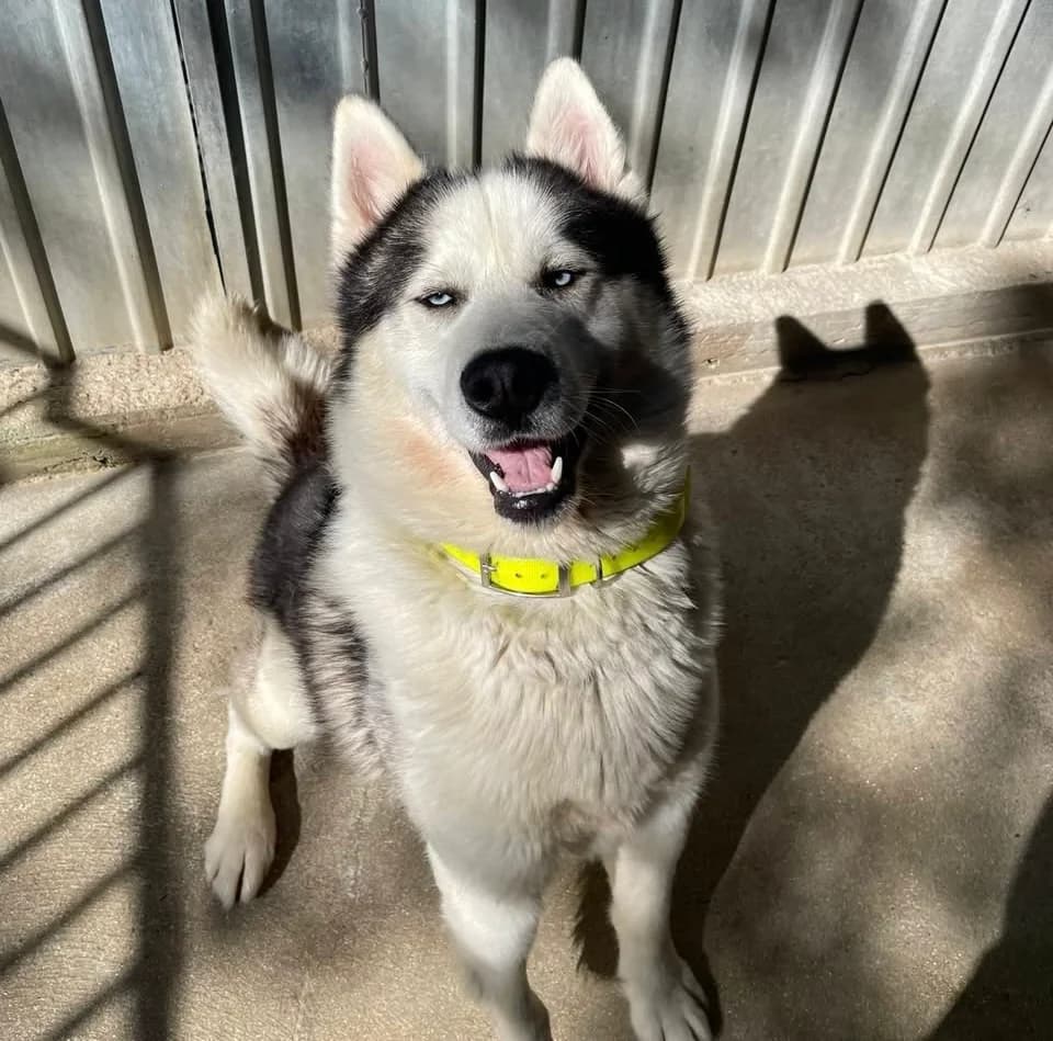 Riko,  4yo mixed breed for adoption at Fondation Assistance aux Animaux, Paris