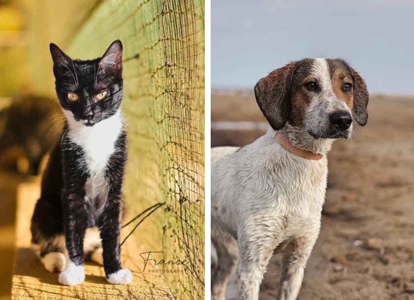 Journée, male Mixed Breed for adoption at Fondation Assistance aux Animaux, Paris
