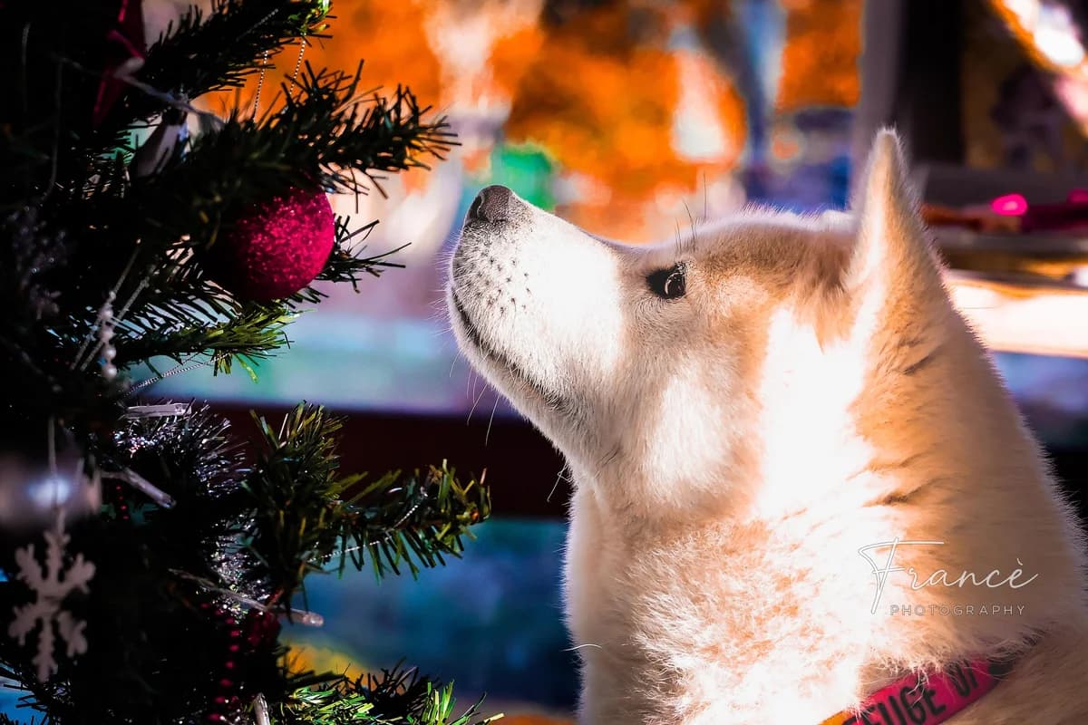 Vortex,  young Mixed Breed for adoption at Fondation Assistance aux Animaux, Paris