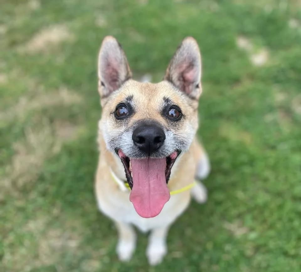 Dolfi,  senior Mixed Breed for adoption at Fondation Assistance aux Animaux, Paris