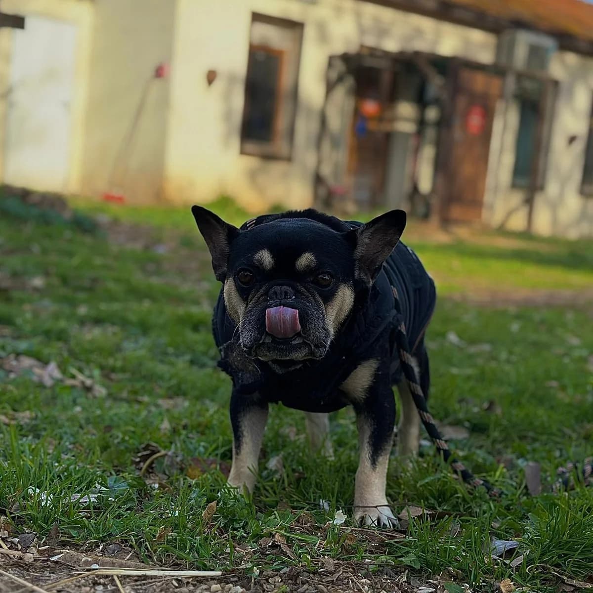 Bitcho, female 7yo French Bulldog for adoption at Fondation Assistance aux Animaux, Paris