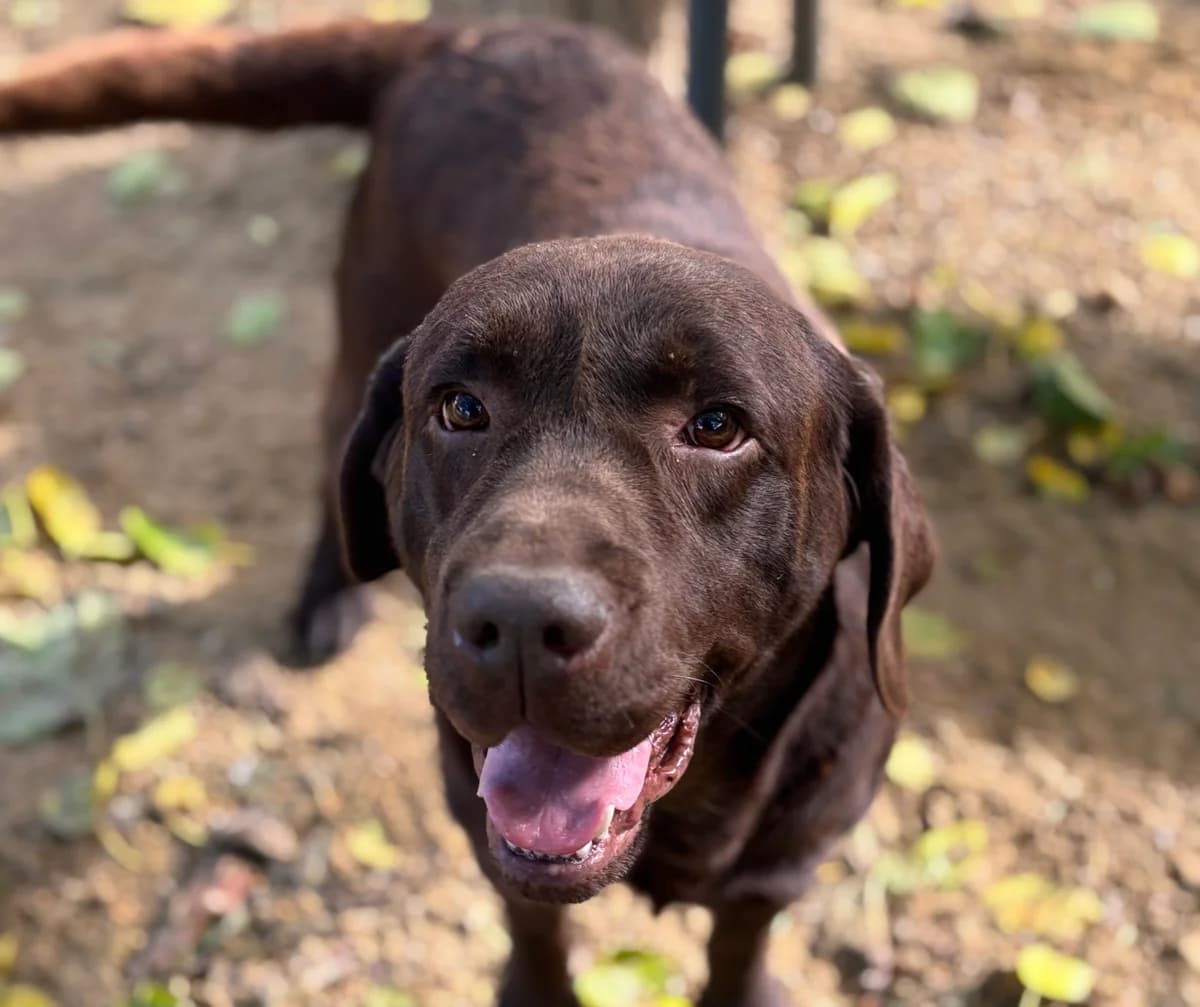 Rolex,  5yo Labrador Retriever for adoption at Fondation Assistance aux Animaux, Paris