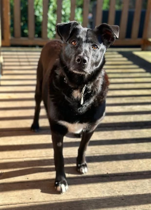 Rona, female Labrador Retriever for adoption at Fondation Brigitte Bardot, Paris