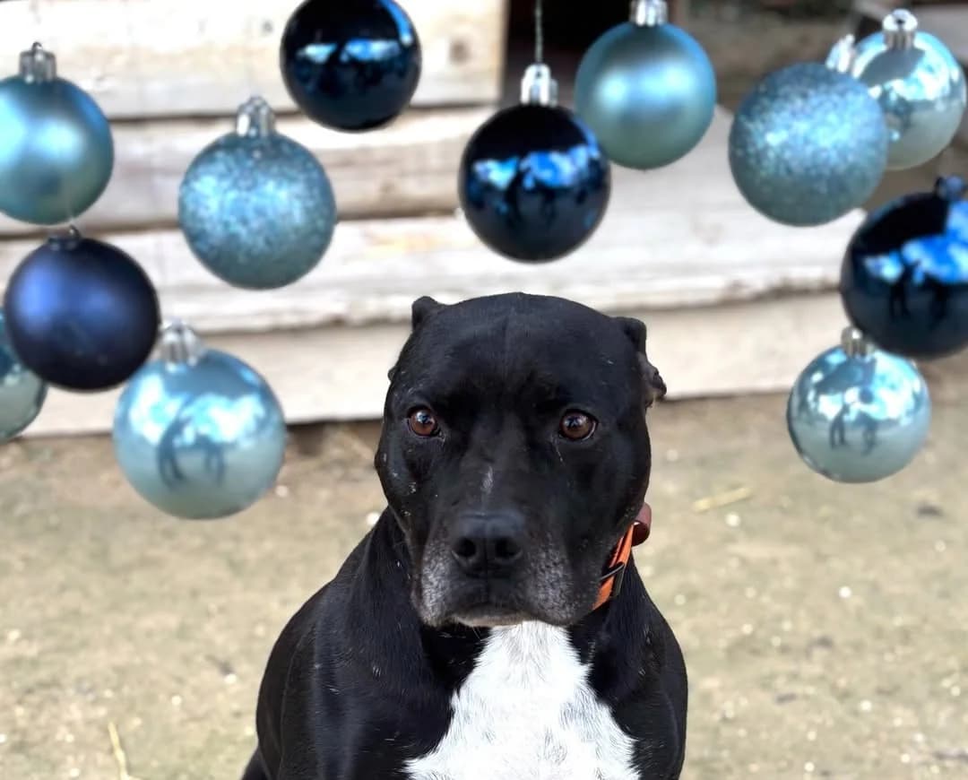 Retour,  5yo Mixed Breed for adoption at Fondation Assistance aux Animaux, Paris