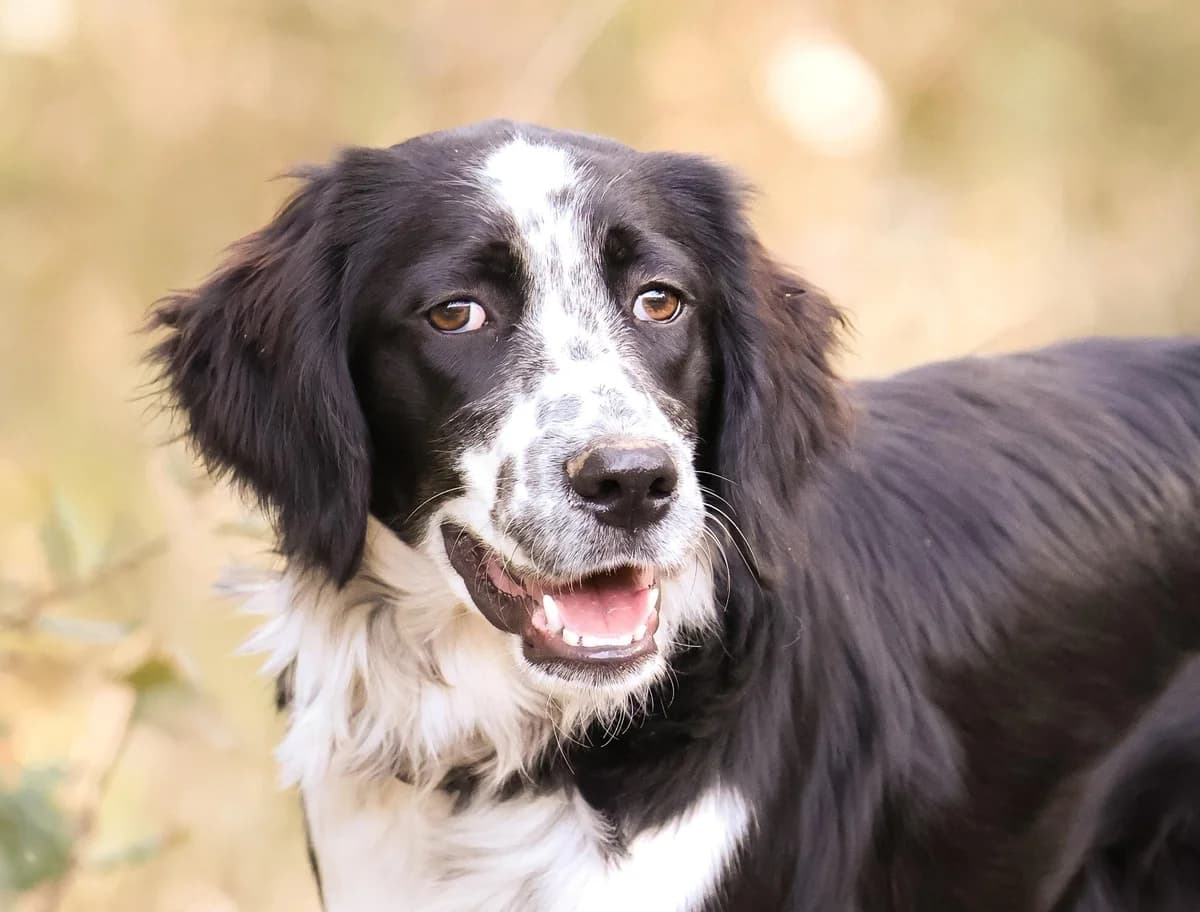 Meryl, female young Mixed Breed for adoption at Fondation Assistance aux Animaux, Paris