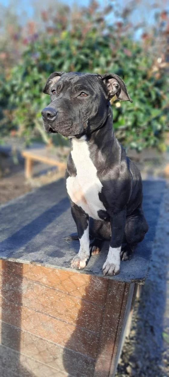 Roxy, Mixed Breed (Fondation Brigitte Bardot)