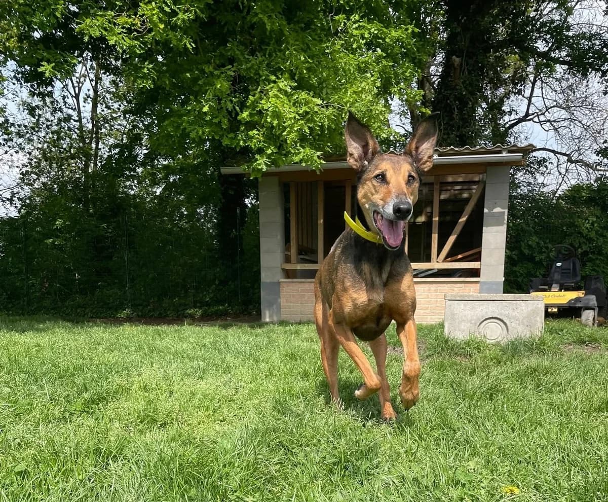 Chula, female senior Mixed Breed for adoption at Fondation Assistance aux Animaux, Paris