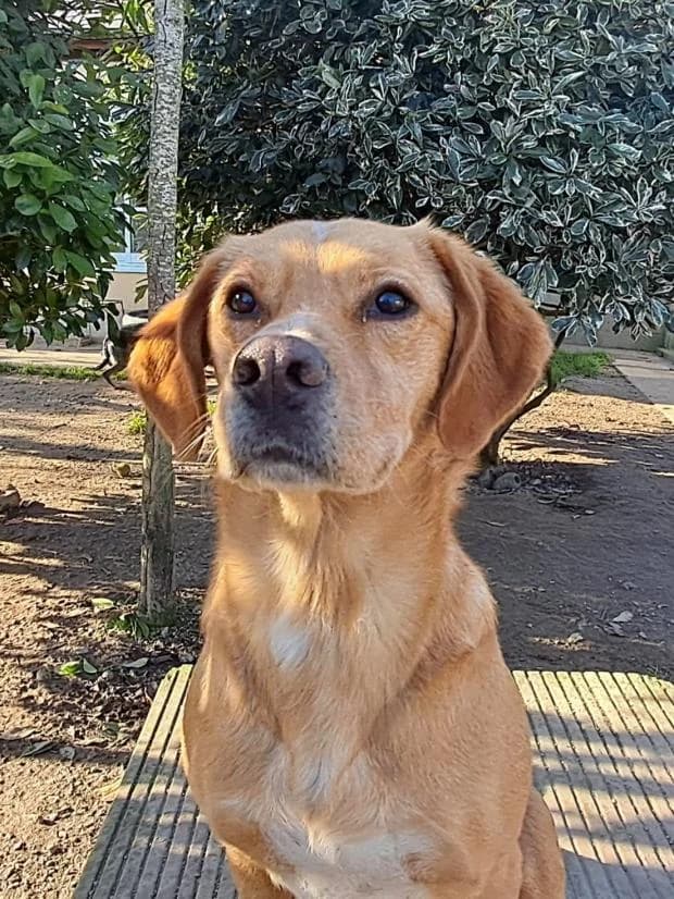 Perle, female Labrador Retriever for adoption at Fondation Brigitte Bardot, Paris