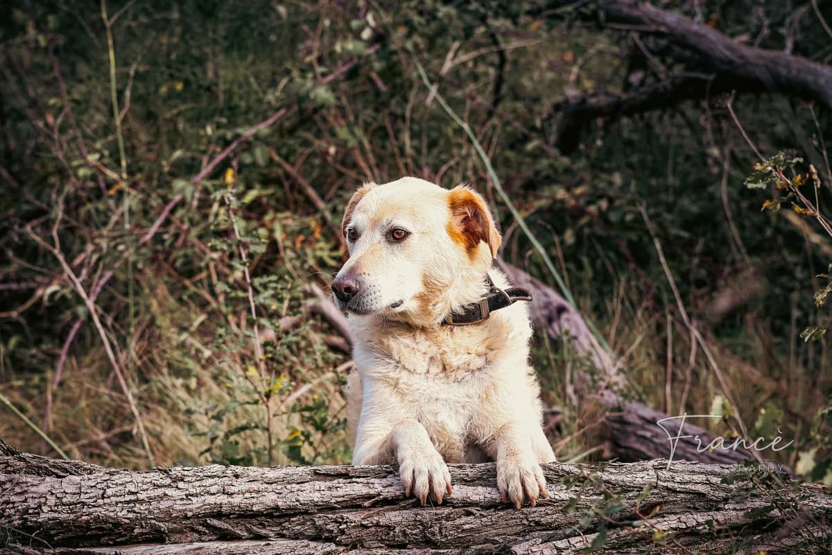 Vanille, male 7yo Mixed Breed for adoption at Fondation Assistance aux Animaux, Paris