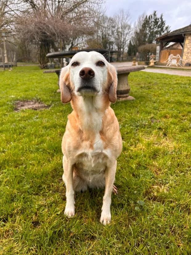 Sosotte Alias Sissi, Mixed Breed (Fondation Brigitte Bardot)