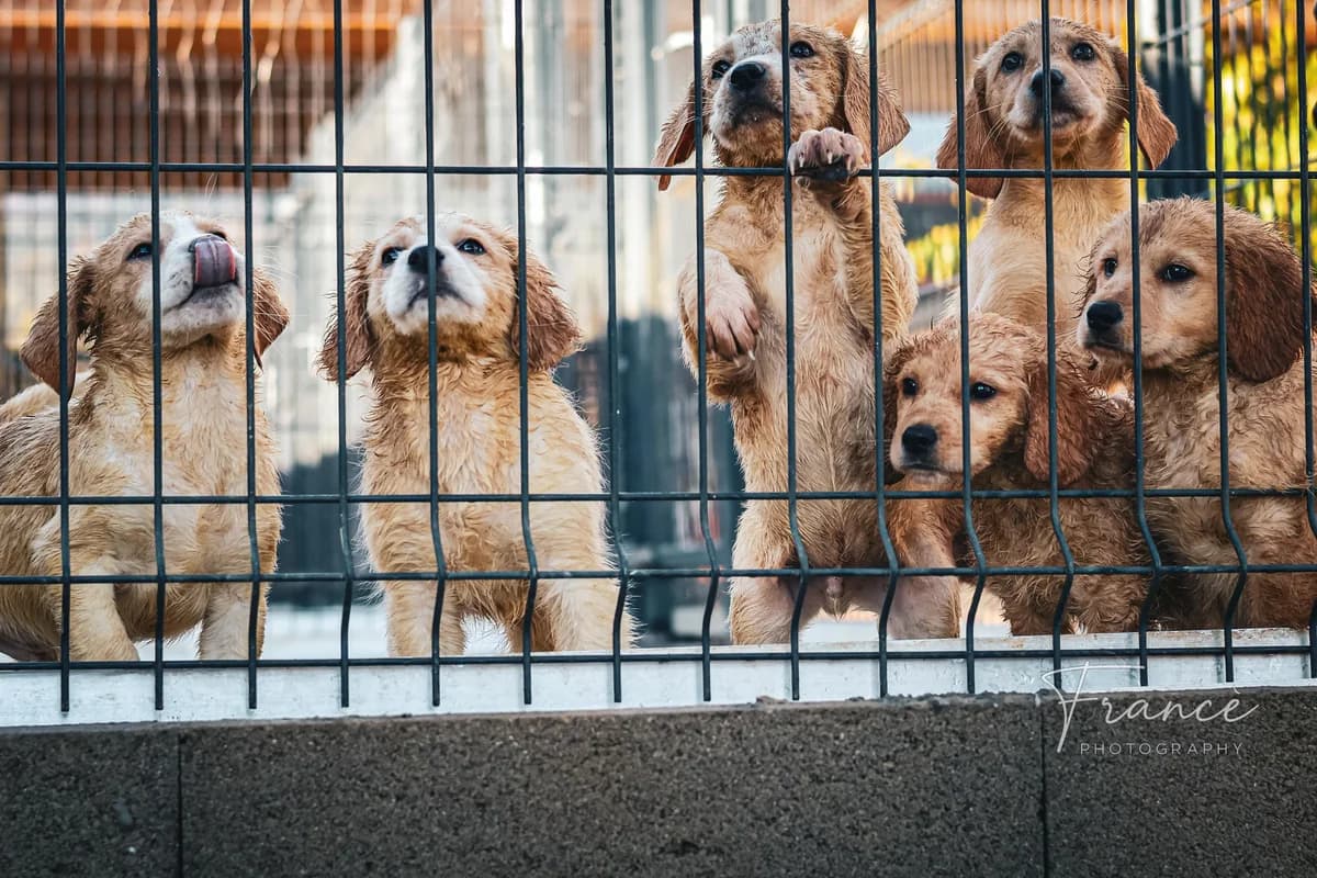 Prise,  puppy Mixed Breed for adoption at Fondation Assistance aux Animaux, Paris