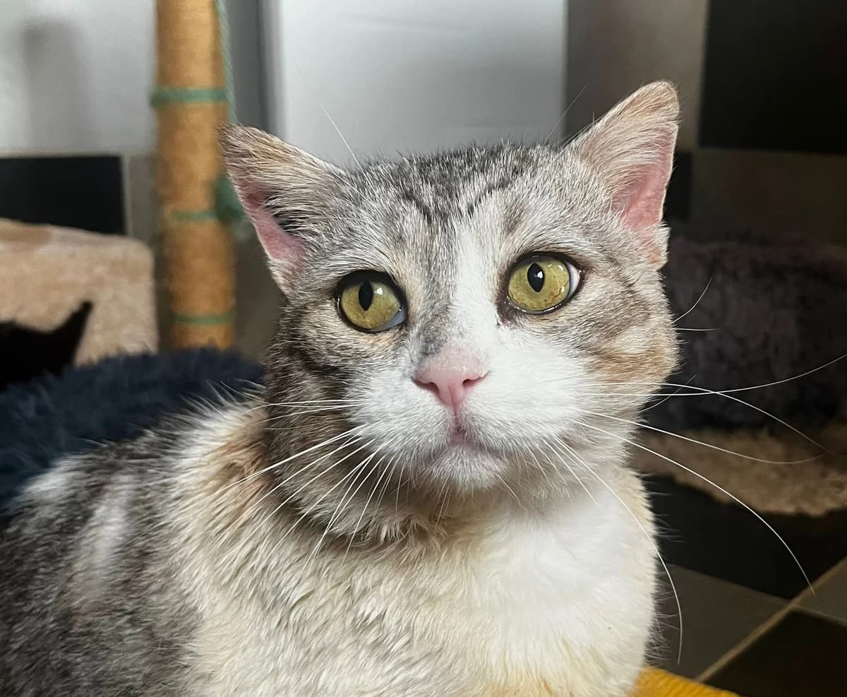 Sunday,  young Domestic Shorthair for adoption at Fondation Assistance aux Animaux, Paris