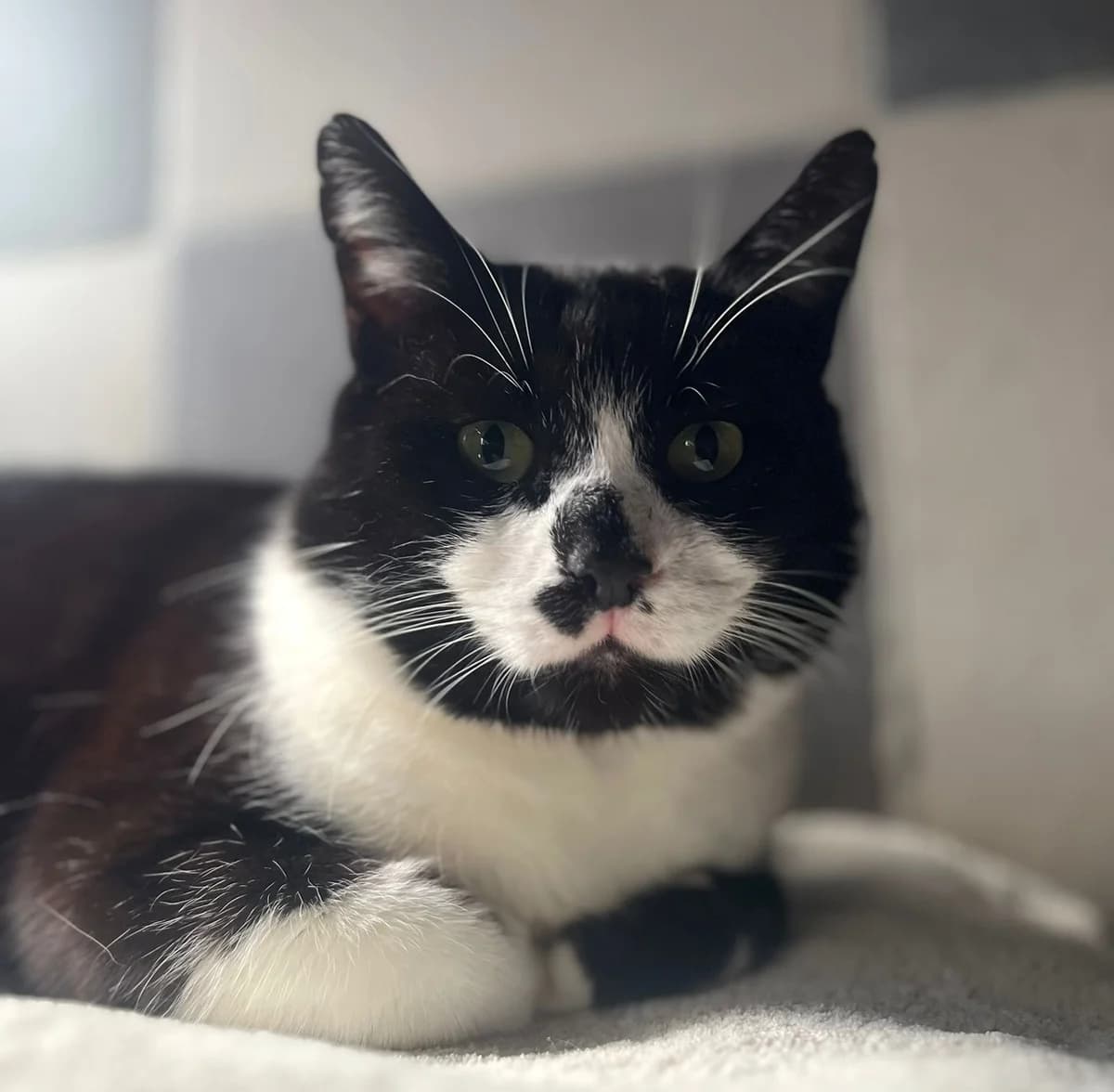 Frosty,  3yo Mixed Breed for adoption at Fondation Assistance aux Animaux, Paris