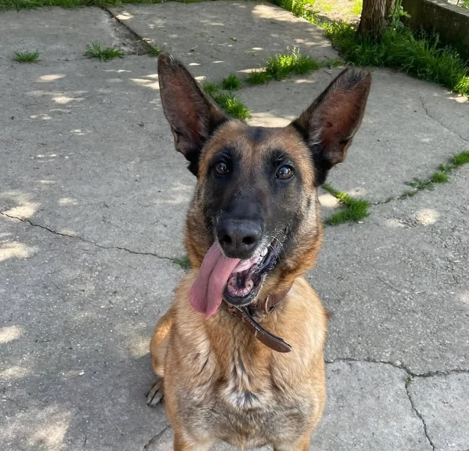 Mia, female Mixed Breed for adoption at Fondation Assistance aux Animaux, Paris