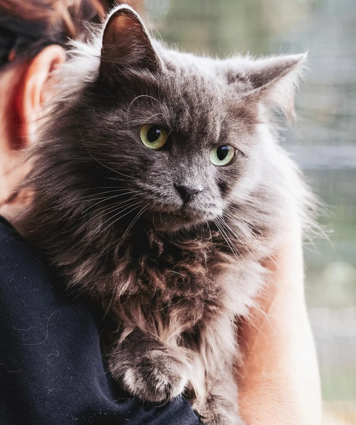 Madouce, female young Mixed Breed for adoption at Fondation Assistance aux Animaux, Paris