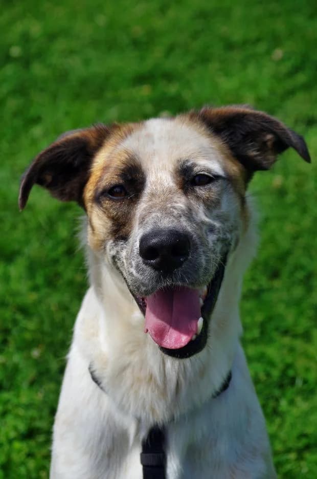 Simba, male Mixed Breed for adoption at Fondation Brigitte Bardot, Paris