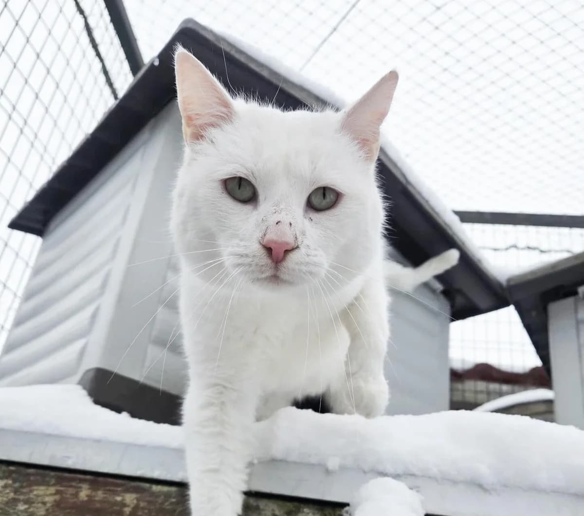 Neige, Mixed Breed (Fondation Assistance aux Animaux)