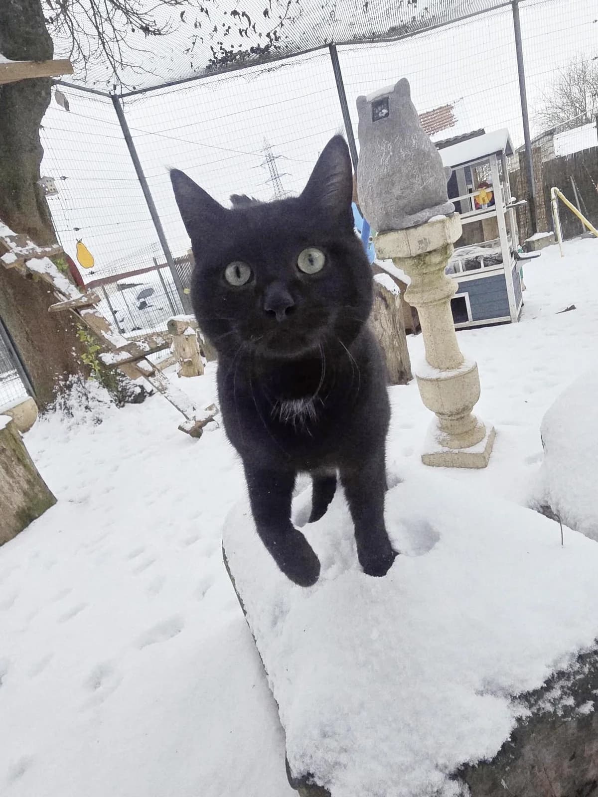 Neige,  Mixed Breed for adoption at Fondation Assistance aux Animaux, Paris