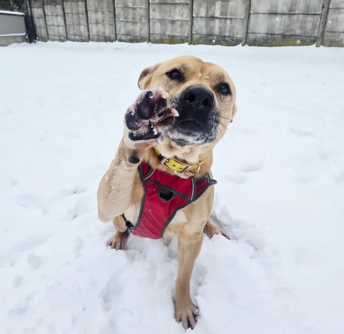 Refuge,  Mixed Breed for adoption at Fondation Assistance aux Animaux, Paris