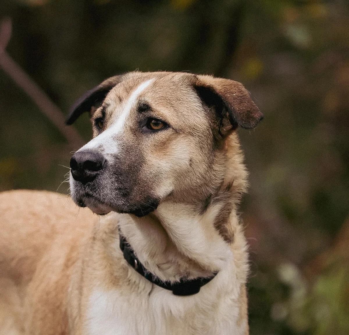 Flora, female puppy Mixed Breed for adoption at Fondation Assistance aux Animaux, Paris